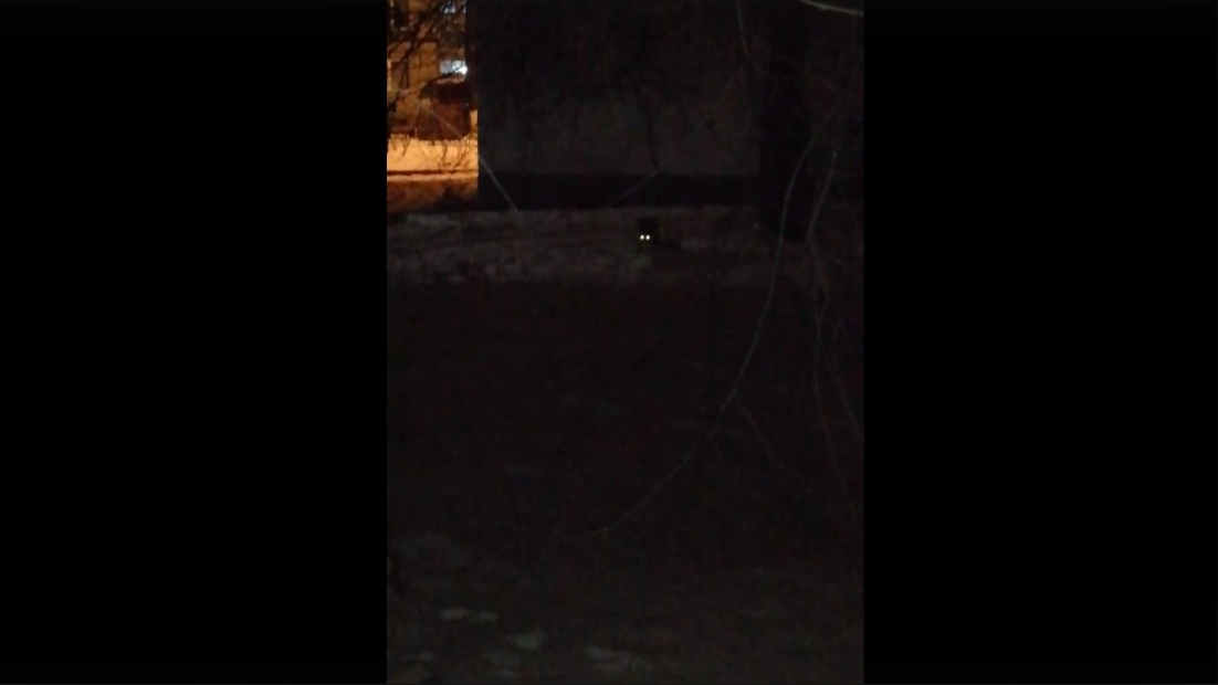 Жительница Саранска сняла на видео хищника, разгуливающего по городу