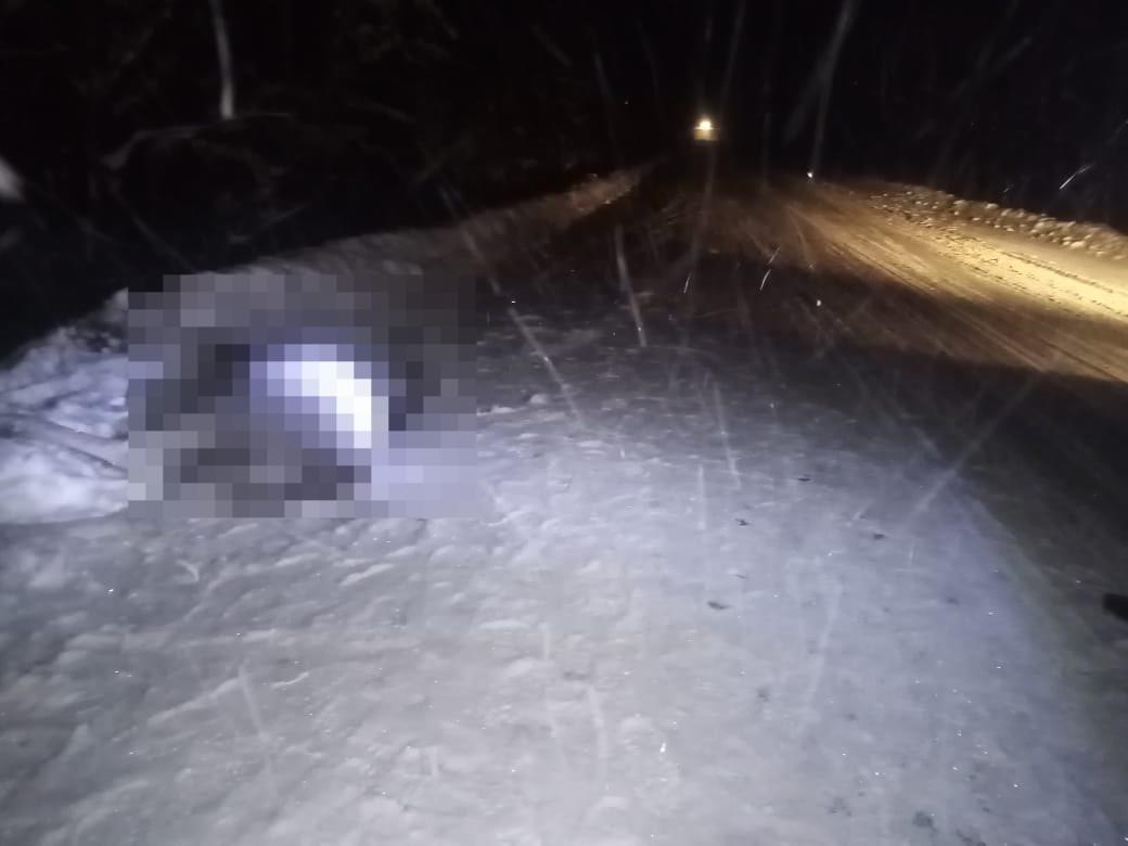 Водитель микроавтобуса сбил насмерть лося в Мордовии