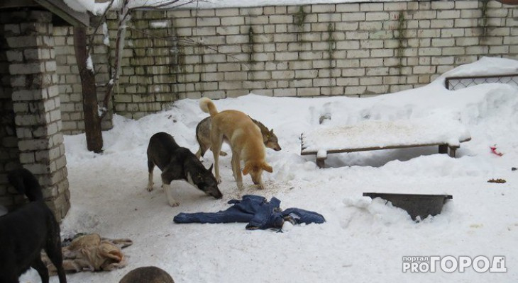 «Умирают в жестоких муках»: жители Мордовии сообщили о массовом отравлении собак