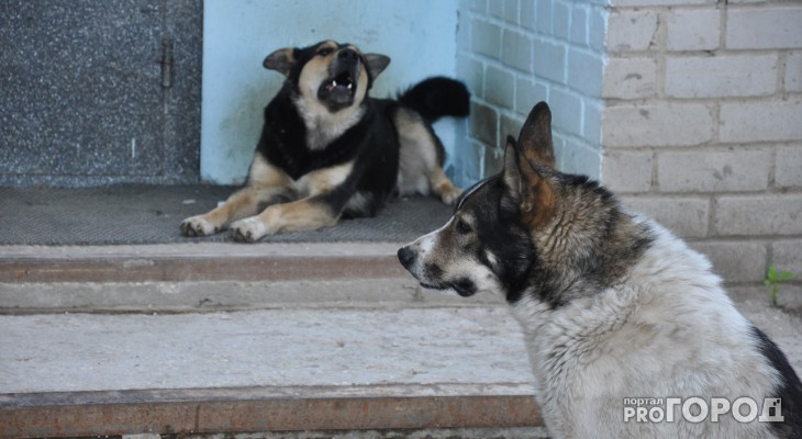 Массовым убийством собак в Мордовии заинтересовалась полиция