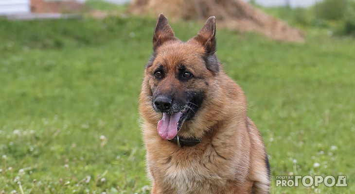 В Мордовии догхантеры начали ловить собак в капканы, расставленные по городу