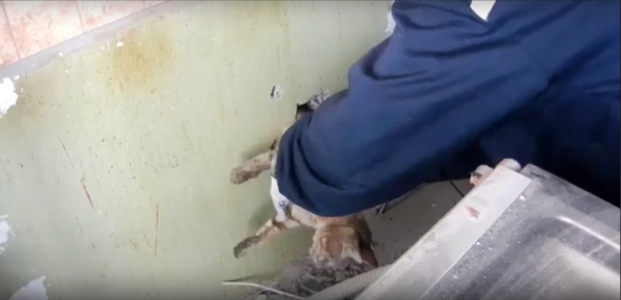 Спасатели Мордовии пробили стену жилого дома, чтобы спасти кота