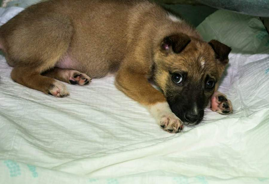 В Мордовии осудят мужчину, который на глазах у 6-летнего ребенка покалечил щенка