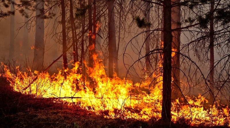 МЧС предупреждает жителей Мордовии о высокой пожарной опасности в лесах