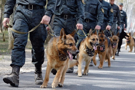 В учебном центре УФСИН РФ по Мордовии провели занятие по дрессировке собак