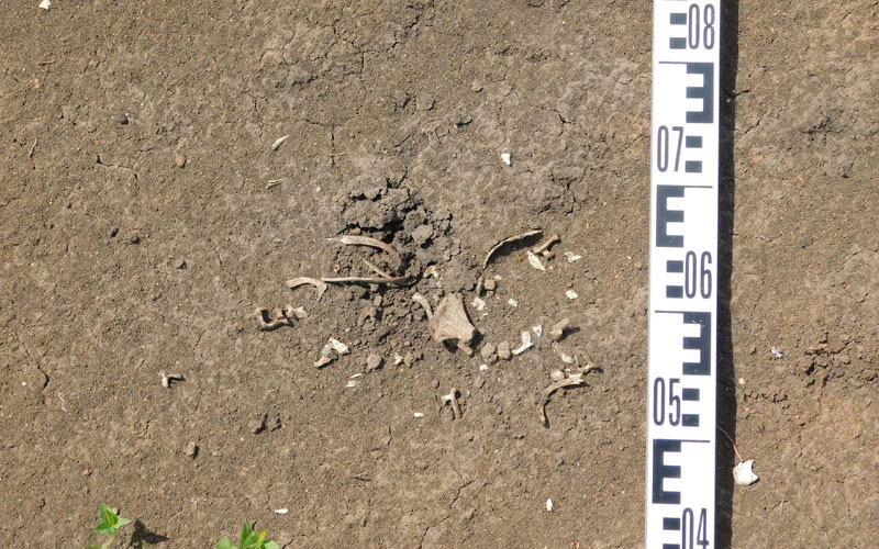 Липецкие археологи начнут раскопки древнего могильника в Мордовии