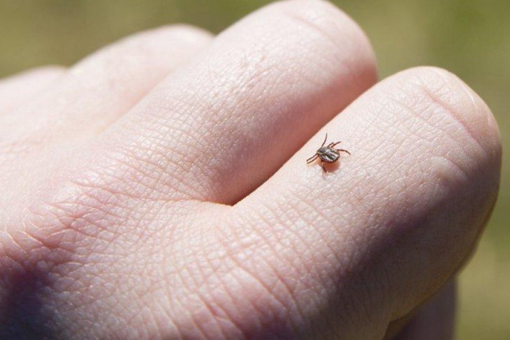 В Мордовии за 2021 год от клещей пострадал 171 челочек, из них – 107 дети
