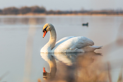В Ковылкинском районе Мордовии из-за сломанных шлюзов погибают краснокнижные лебеди