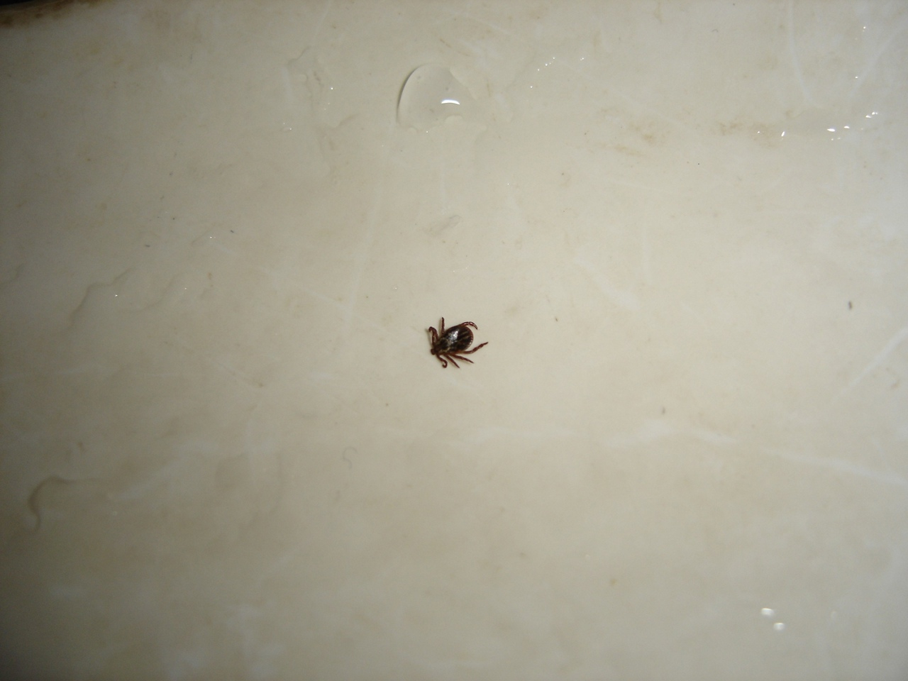 В Мордовии 126 детей пострадали от укусов клещей