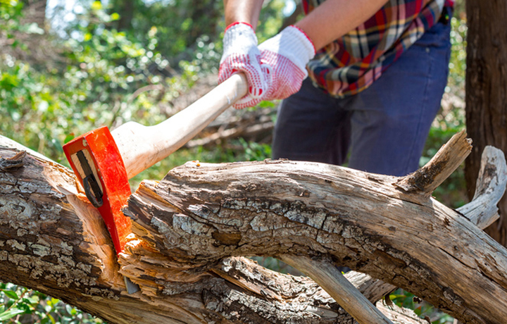 В Мордовии директор лесничества заплатит штраф в 20 тысяч рублей за нелегальную рубку деревьев