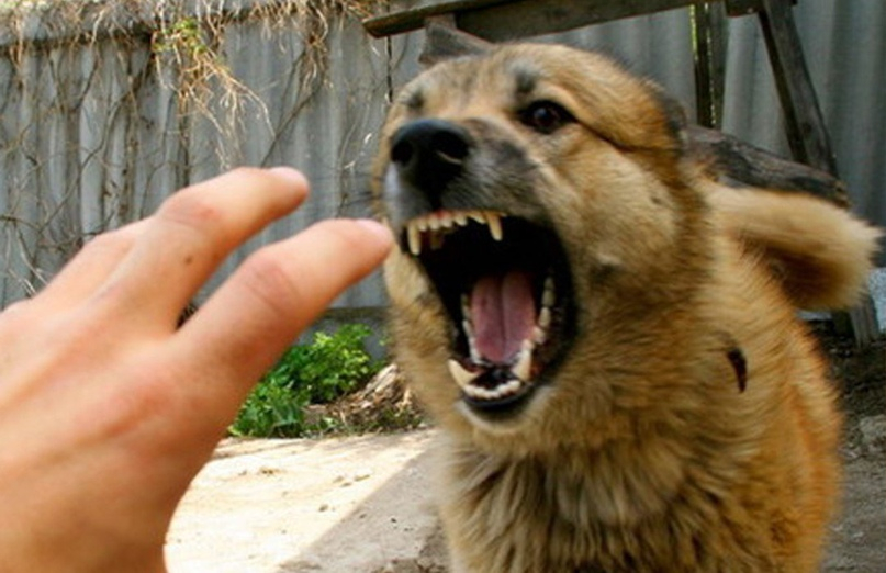 В Ардатове 10-летнего велосипедиста искусала собака