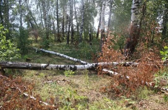 В Большеигнатовском районе Мордовии 51-летний мужчина незаконно спилил на дрова 13 берез