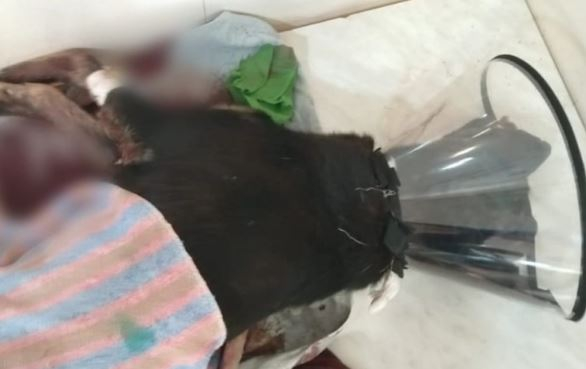 В Мордовии спасли дворнягу, искалеченную живодером-алкоголиком с молотком