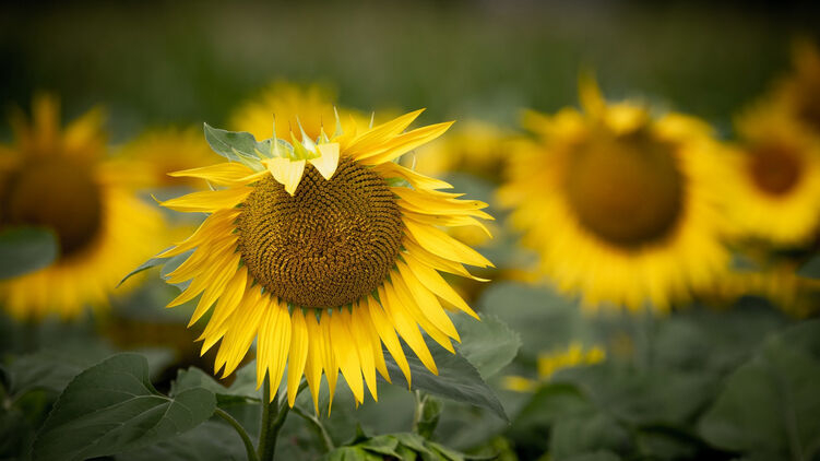 26 августа в Мордовии будет облачно и безветренно, температура поднимется до +22