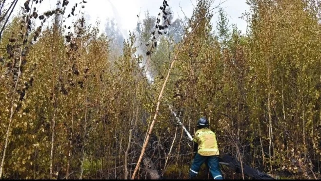 Площадь пожара в мордовском заповеднике локализовали на территории в 20 га