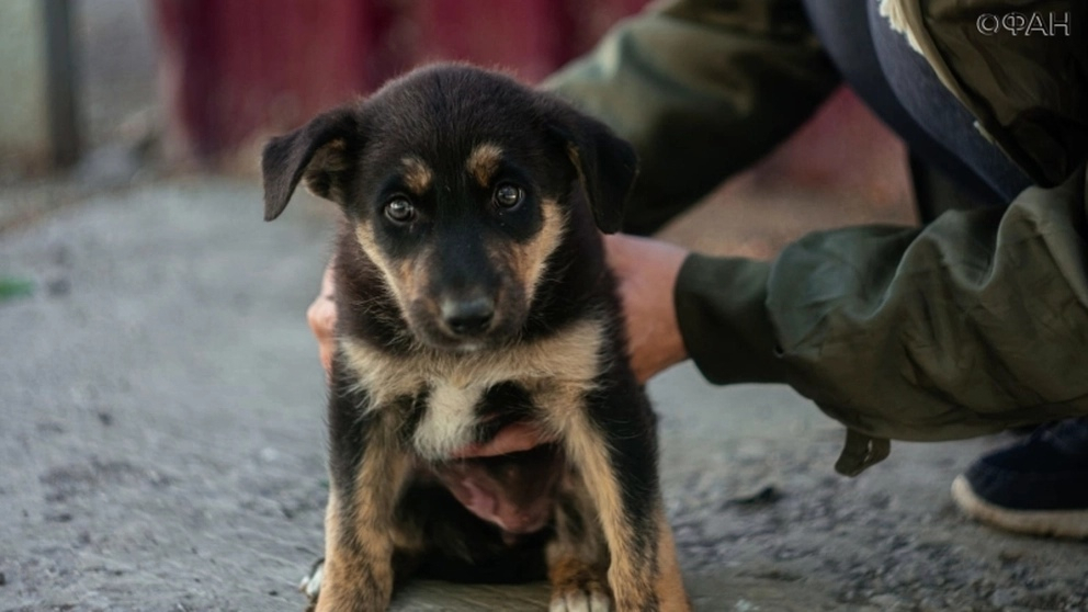 Жители Саранска собрали деньги на мясо для бездомных собак