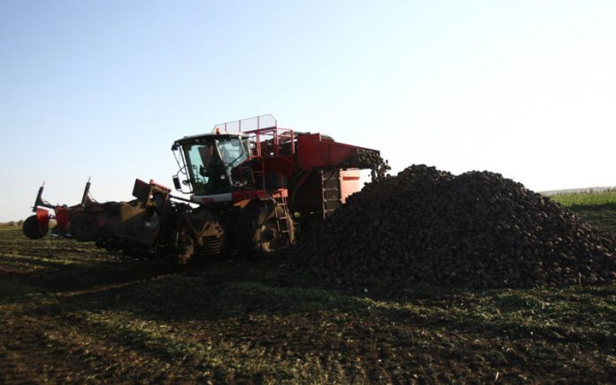 В Мордовии приступили к уборке сахарной свеклы