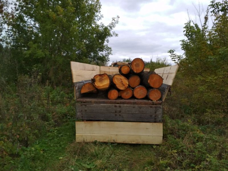 В Мордовии задержали бондаря, который незаконно вырубил 4 ольхи