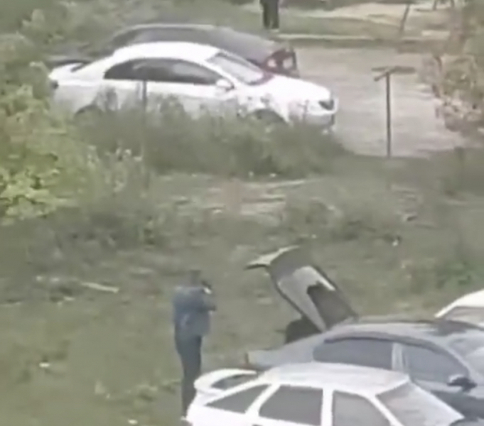 «Они царапали машину»: Мужчина рассказал, зачем стрелял в кошек на глазах детей в Мордовии