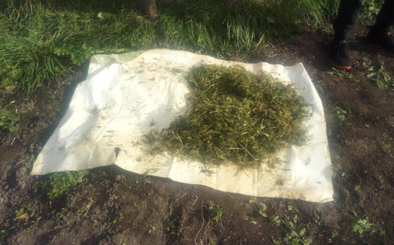 Житель Мордовии прятал на чердаке более 300 граммов марихуаны