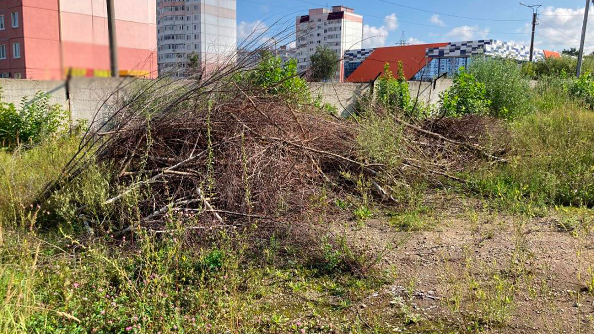 Жителя Саранска будут судить за вырубку 279 деревьев и кустарников