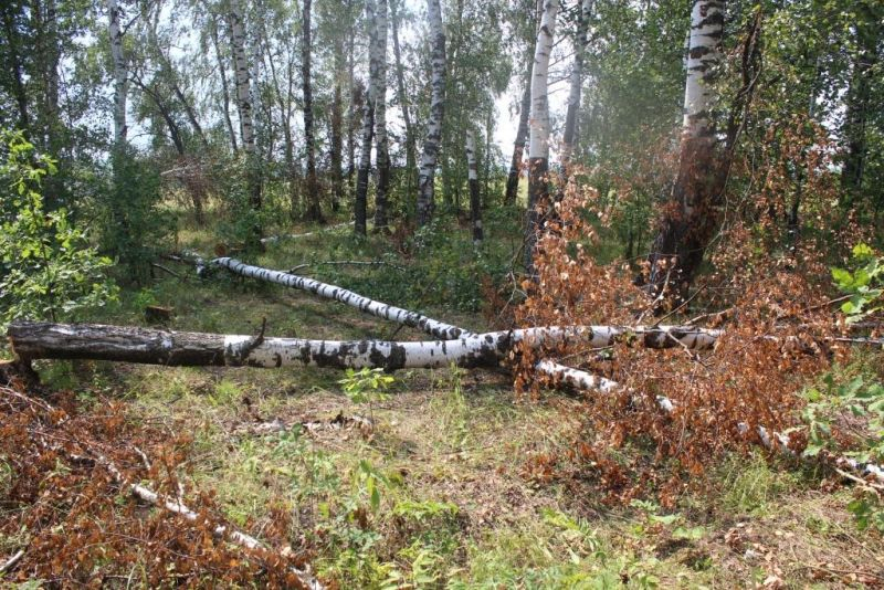 Мужчина в Мордовии нарубил деревьев для растопки печи и получил 2 года условно