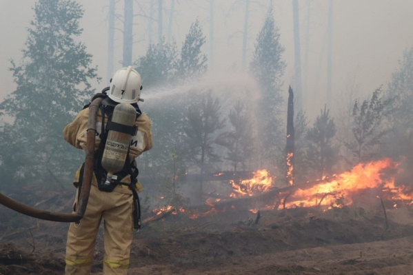 Пожары в Мордовском заповеднике привели к неожиданным итогам