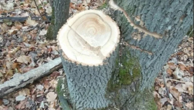 Житель Ардатовского района стал фигурантом уголовного дела о незаконной вырубке