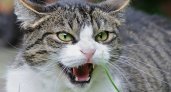 В Мордовии бешенство выявили у двух домашних кошек