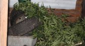Житель Мордовии, у которого нашли почти килограмм наркотиков, предстанет перед судом