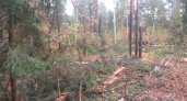 Житель Мордовии получил условный срок за незаконно срубленные сосны