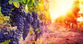 Для удовлетворения на российское вино необходимо увеличить посадки винограда на 100 000 га
