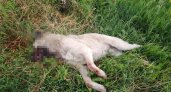 Житель Мордовии на глазах у детей застрелил собаку