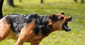 Прокуратура требует компенсацию для ребенка, которого искусала собака в пригороде Саранска