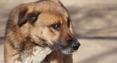 Живодер из Мордовии застрелил собаку на глазах у детей 