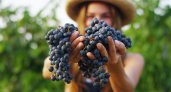 Более 10% российских вин будут органическими к 2030 году