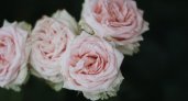 В Саранске похититель-романтик пытался украсть розы из магазина