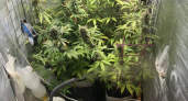 Житель Саранска выращивал коноплю у себя в шкафу 