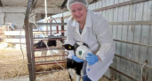 В Мордовии изобрели прибор, позволяющий сохранять поголовье телят