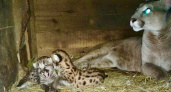 Беби-бум произошёл в Саранском зоопарке