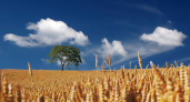 В Мордовии с половины полей собрали 1 млн тонн зерна
