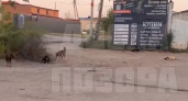 В Саранске пожаловались на бродячих собак