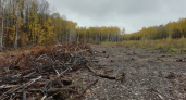 В Большеберезниковском районе бригада рабочих незаконно вырубила 176 деревьев