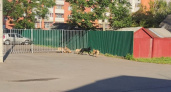Жители Саранска вновь пожаловались на стаю бродячих собак