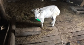 Жительница Мордовии похитила у соседки породистую козу