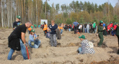 Около 400 человек высаживали хвойные деревья в Ковылкинском районе в рамках всероссийской акции