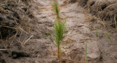 В Мордовском заповеднике высадили 10 тыс. саженцев дуба, липы и сосны в рамках акции «Посади лес»