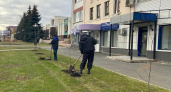 В Саранске высадили 18 саженцев берез на проспекте Ленина и на улице Коммунистической 