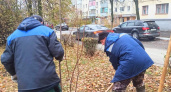 В Саранске идет осенний сезон посадок деревьев и кустарников
