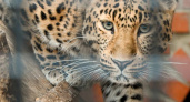 Саранский зоопарк организует показательное кормление кроликов и леопардов